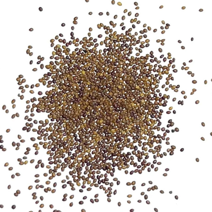 Marjoram Seeds